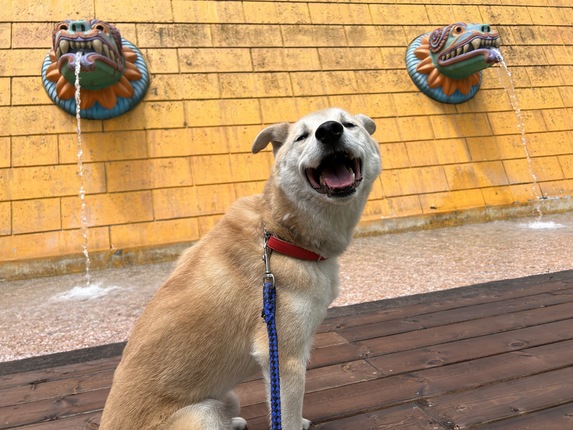 わんちゃん水遊び場